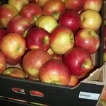 AгроГруппа производители из Польши предлагает гамму свежих  яблок  