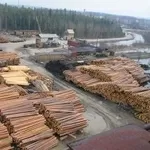 Предлагает к продаже лес - кругляк из России регионов Сибири