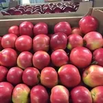 Производитель яблока в Польше