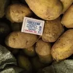 картофель 45-50 тенге