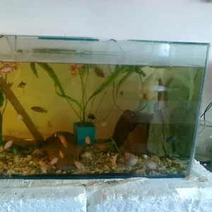 аквариум 200 литров