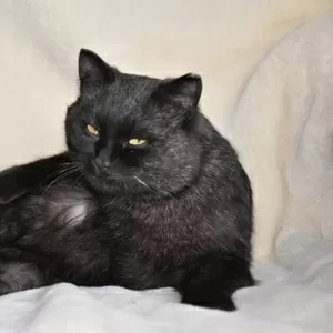 Ласковый черный кот - отдам