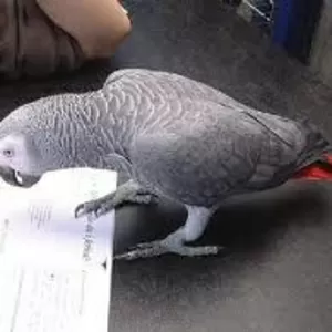 Талантливый  африканский серый попугай  принятия