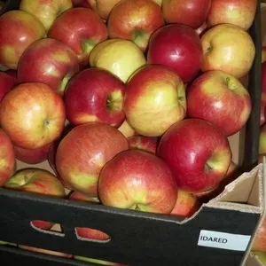 AгроГруппа производители из Польши предлагает гамму свежих  яблок  