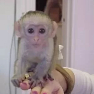 ребенка капуцин обезьян для принятия 