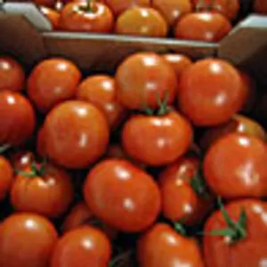 Польские помидоры и огурцы по цене производителя!!!