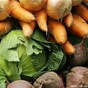 Картофель,  лук,  морковь,  капусту оптом куплю от производителя