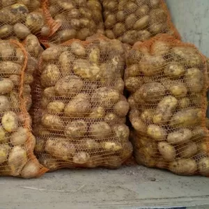 Продам  товарный картофель и семенной 2-3 репродукции оптом