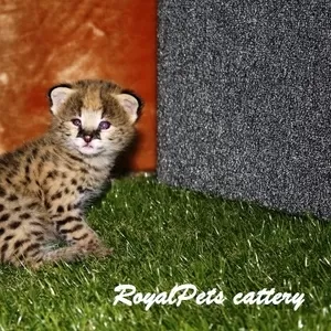 Котенок домашнего сервала (leptailurus serval serval)