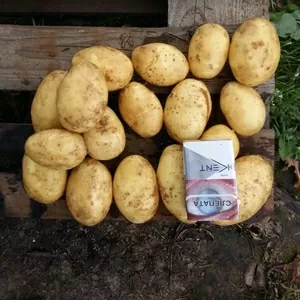 Картофель продовольственный. Беларусь.