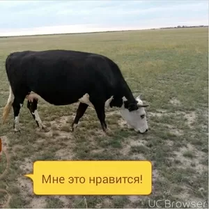 Продам корову 