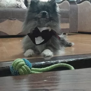 ОЧЕНЬ СРОЧНО продам помиранского щпиц 