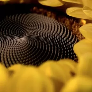 SolPro - промышленные жиры и маргарины