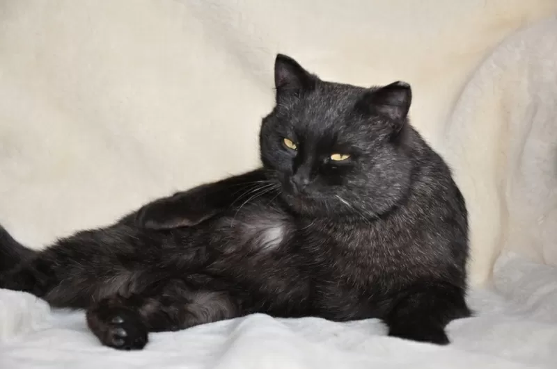 Ласковый черный кот - отдам