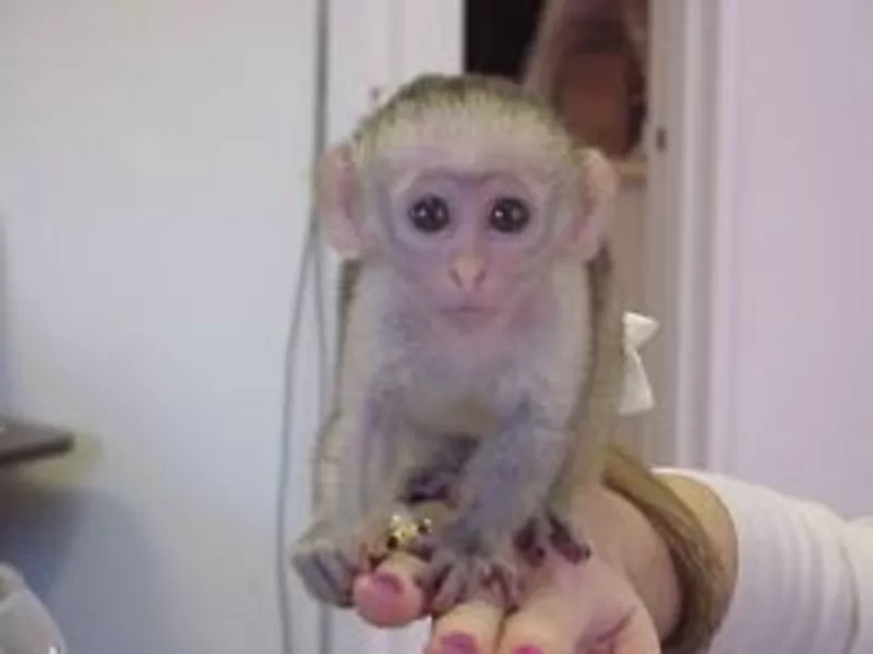 ребенка  капуцин обезьян для принятия