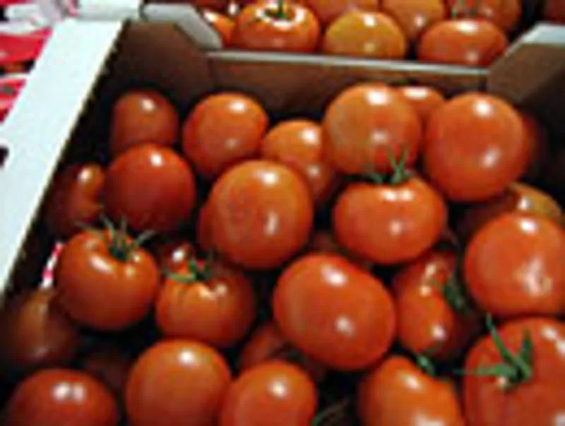 Польские помидоры и огурцы по цене производителя!!!