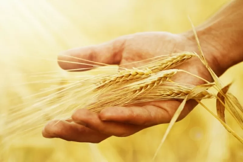 Закупаем пшеницу и другие культуры на постоянной основе