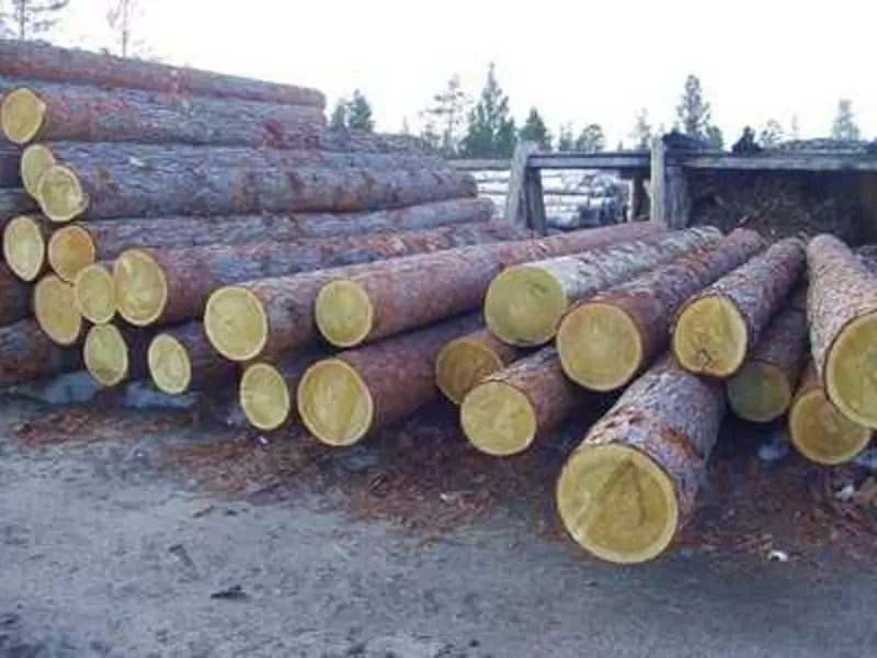 Предлагает к продаже лес - кругляк из России регионов Сибири 2