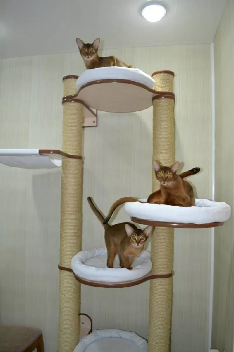 Современные домики для кошек. когтеточки,  лазалки,  комплексы 5