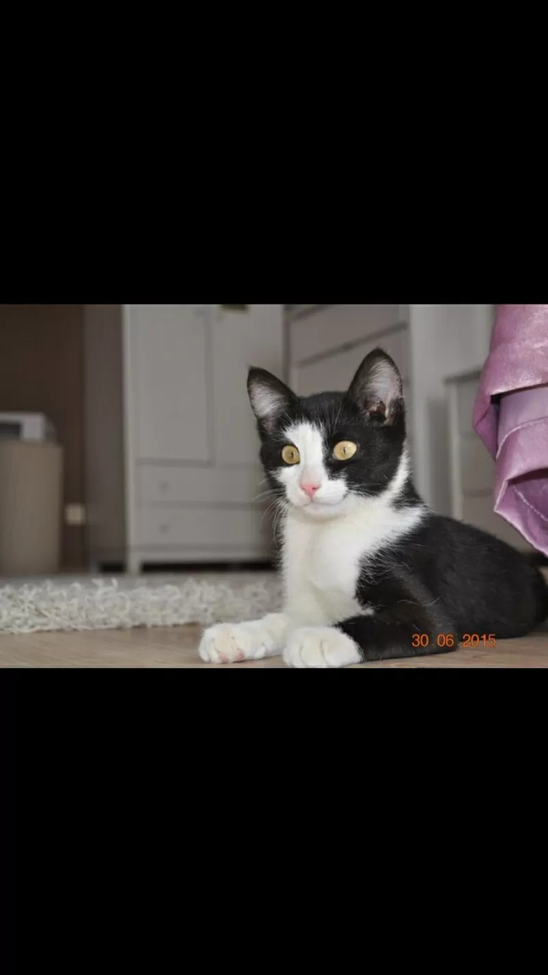Отдается в добрые руки котенок-мальчик,  3-4 месяца,  черно-белый окрас