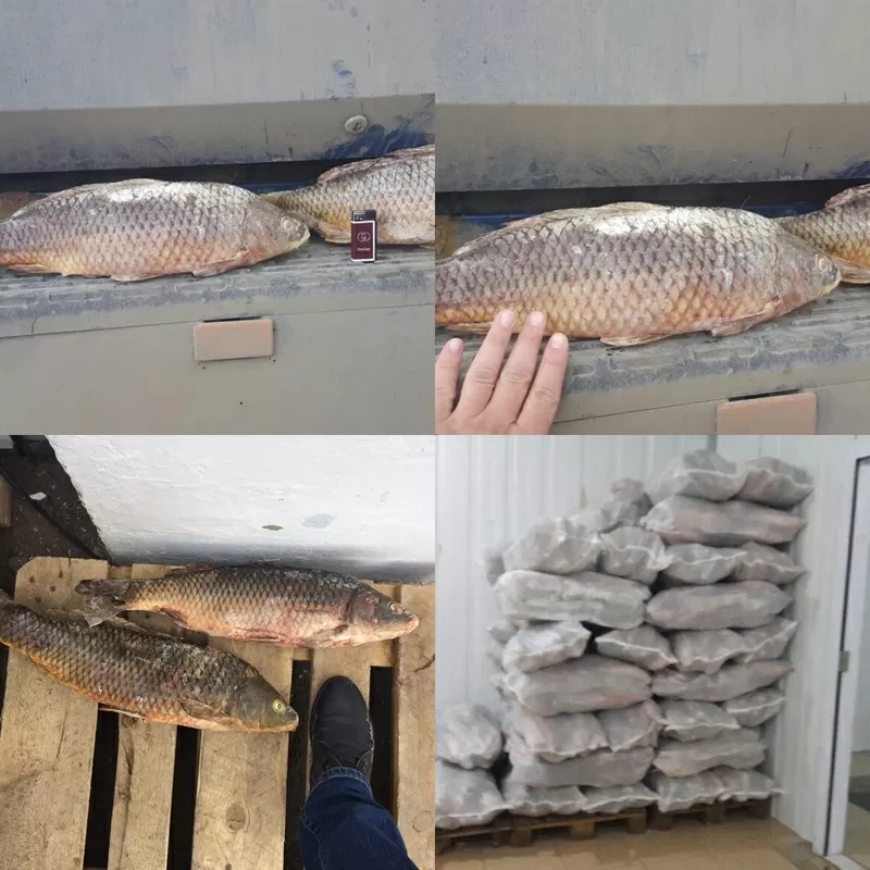 СӘТТІЛІК-М реализует Атыраускую свежо-мороженную рыбу (сазан)  2